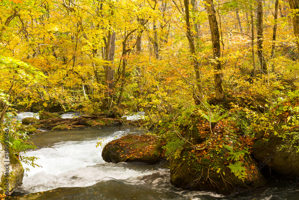 Oirase Mountain Stream in autumn Oirase Mountain Stream in autumn