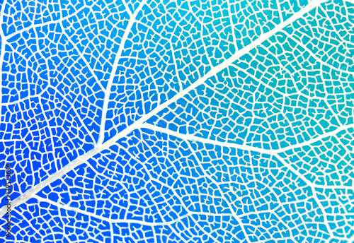 Texture of white transparent sheet on a blue and green background close-up macro. Veins and streak skeleton transparent leaf.