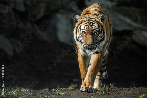 Fotografie, Tablou Beautiful malayan tiger female walking straight towards the photographer/Beautif