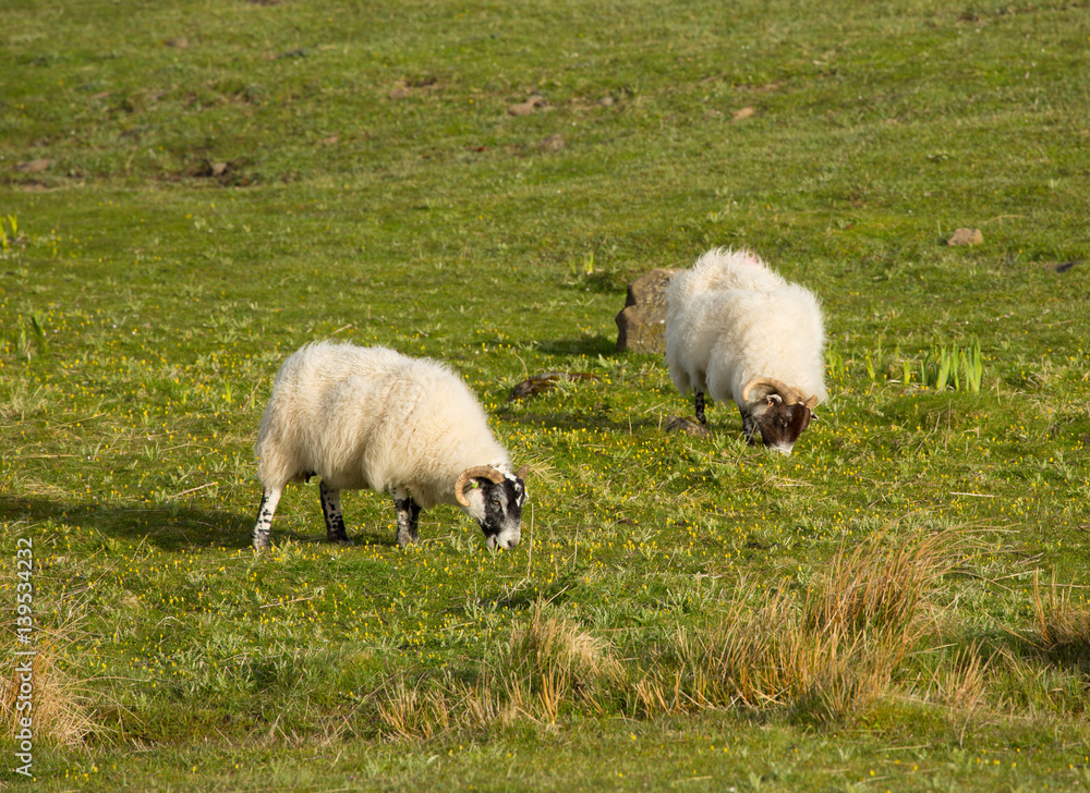 Sheep isle of Mull Scotland uk with woolly coat and horns Sheep isle of Mull Scotland uk with woolly coat and horns