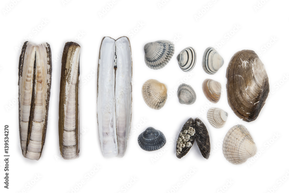 Obraz premium Shellfishes form north sea on white isolated