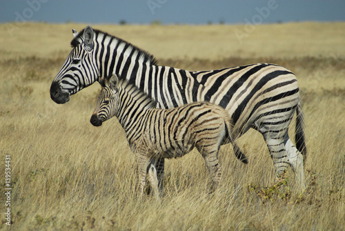 zebra