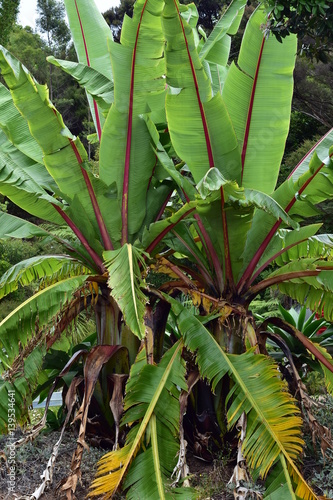 Banana plants with large fresh green leaves.
