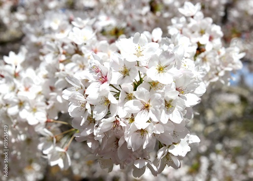 Spring blossom of cherry tree 