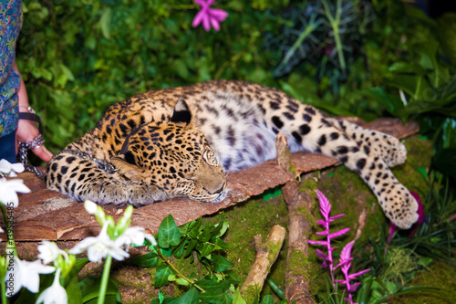 Leopard sleepig in jungle