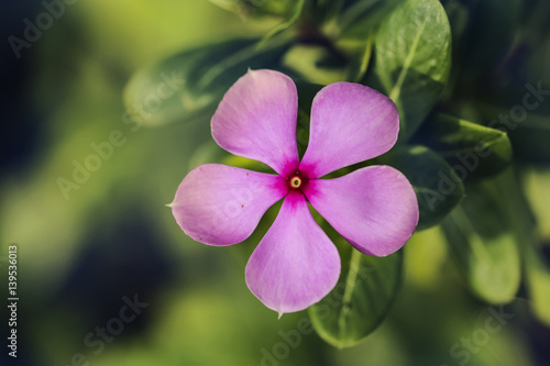 pink flower and fresh in garden  photo