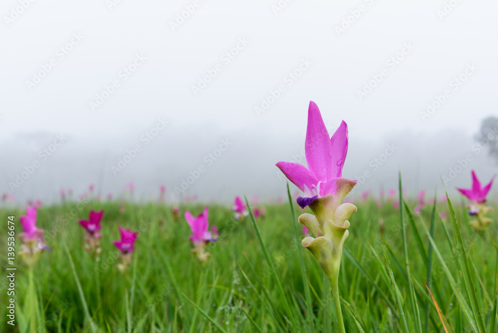 Obraz premium Siam tulips in the mist
