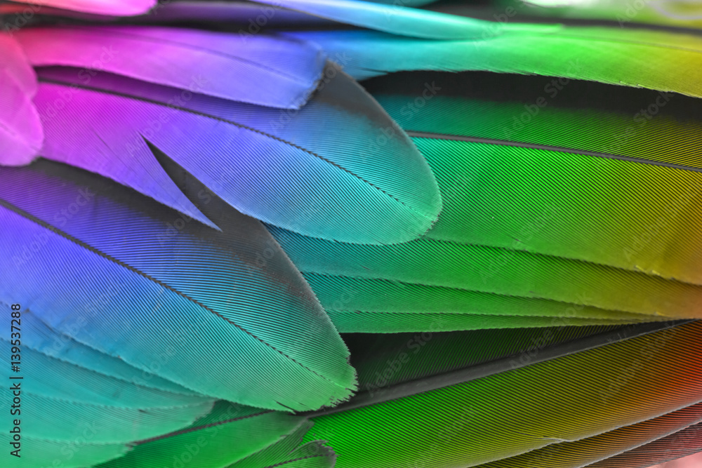 Obraz premium Pattern of feather for background