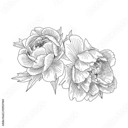 Flowers peonies closeup. Card or invitation for your design. Hand drawn sketch. Vector illustration isolated on white background. Summer flowers in Botanical style.