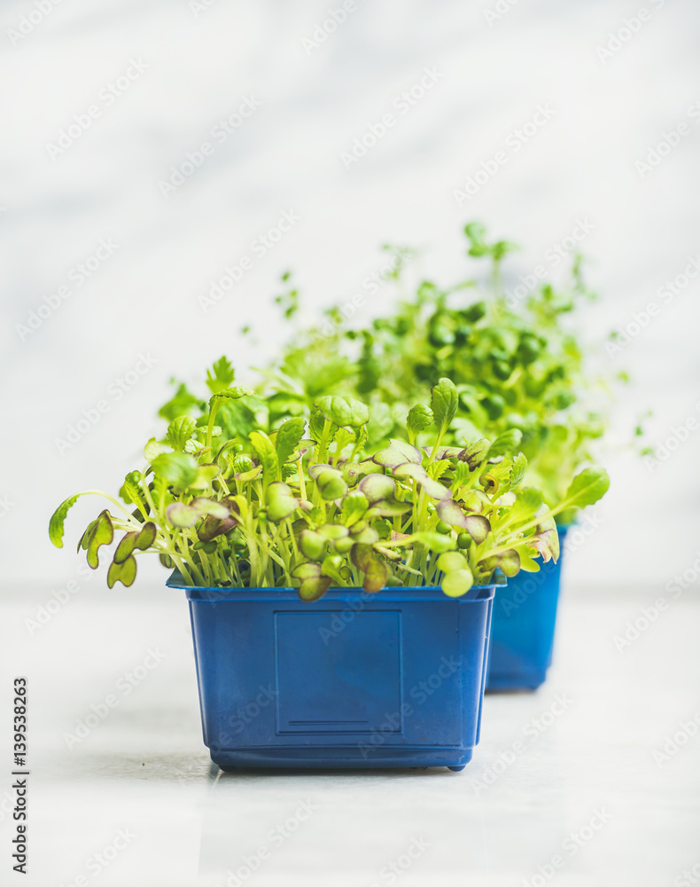 Fresh spring green live radish kress sprouts in blue plastic pots over white marble background for healthy eating, selective focus, copy space. Clean eating, dieting, detox food concept Fresh spring green live radish kress sprouts in blue plastic pots over white marble background for healthy eating, selective focus, copy space. Clean eating, dieting, detox food concept
