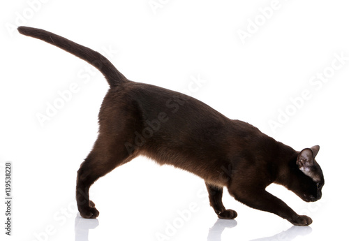 Burmese cat walking on white background