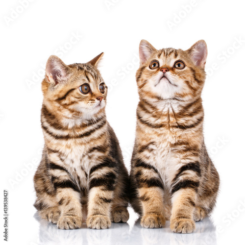 Scottish kittens sitting on white background