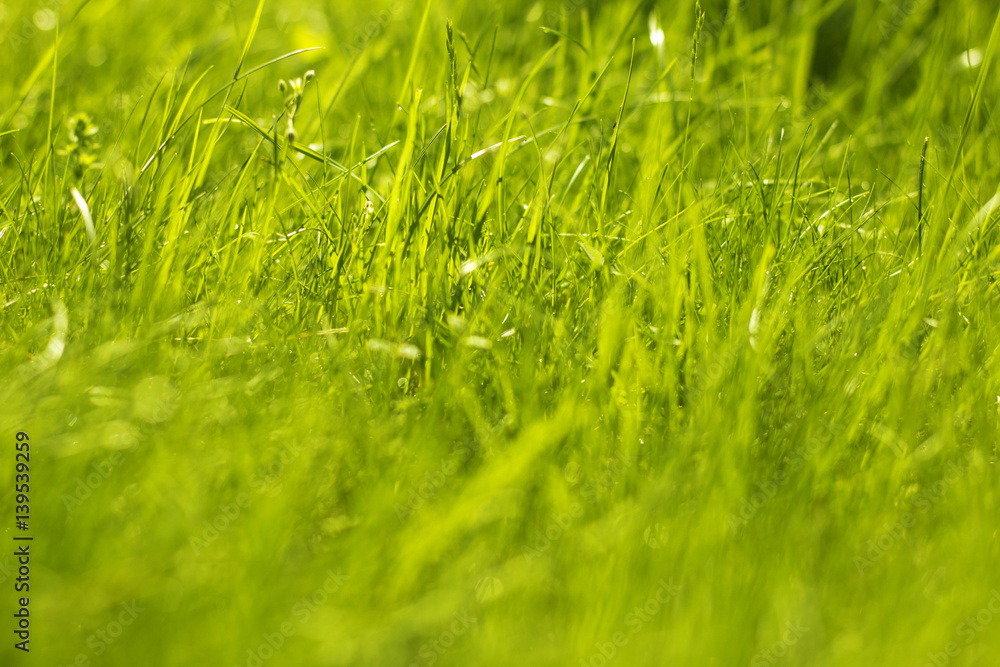 Grass Background./Grass Background 