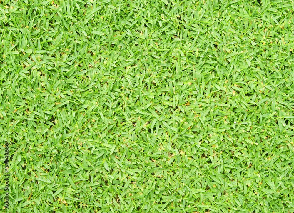 grass grass