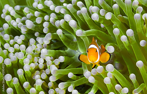 Obraz na płótnie Nemo Clownfish, Amphiprion ocellaris