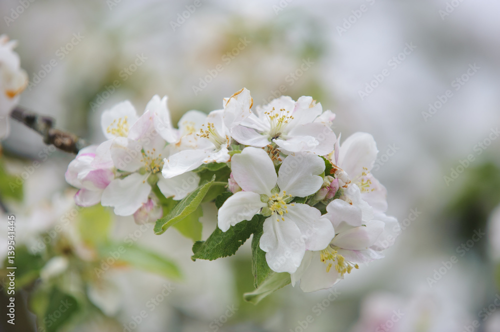 Apfelbaum im Frühling in Blüte