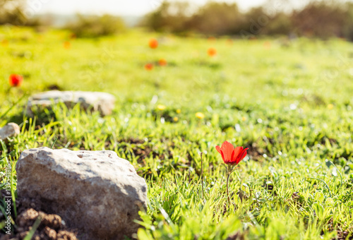 Wallpaper Mural Natural flower background. Amazing nature view of red flower blooming in garden under sunlight at the middle of summer day. Torontodigital.ca