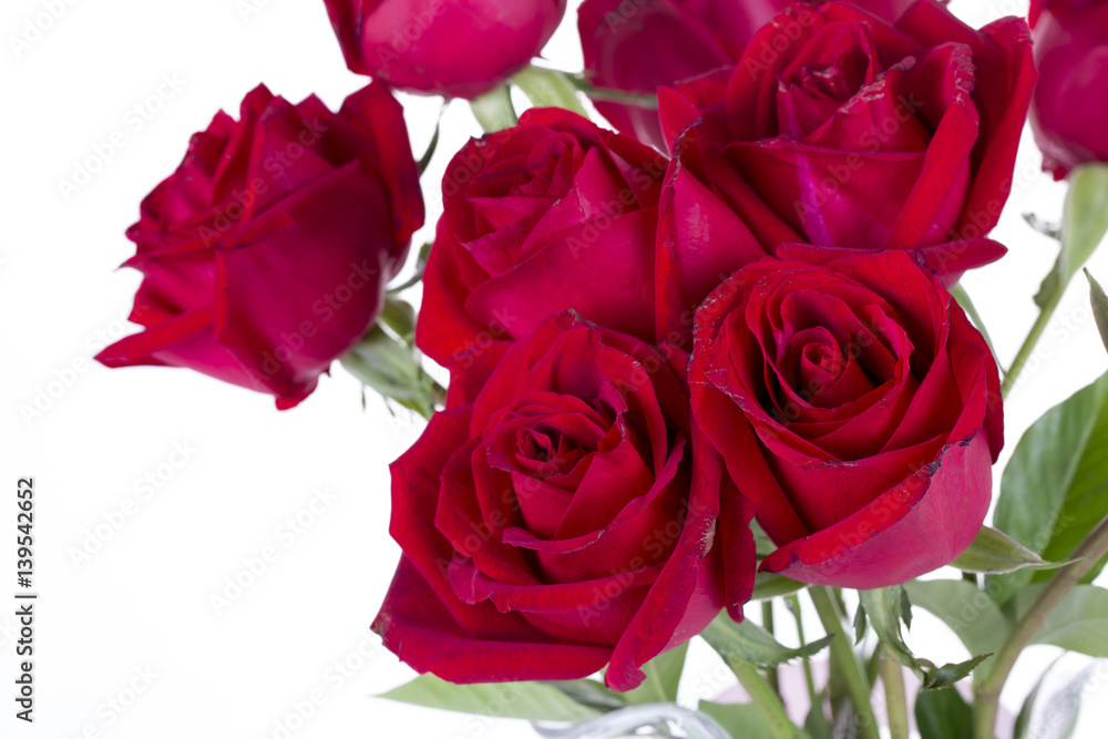 Fototapeta premium Red rose on the white background
