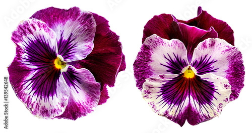 Pansy flowers isolated on white