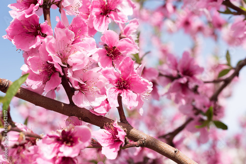 Pink peach flowers at spring sunny day