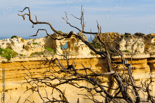 Dead branch in front of the Razorback in the Port Campbell National Park, Great Ocean Road, Victoria, Australia photo