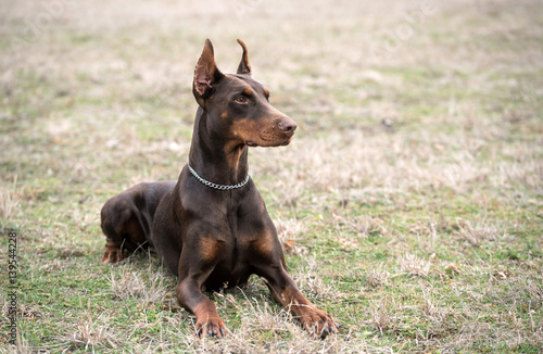 Canvas Print Doberman pinscher poses for the camera