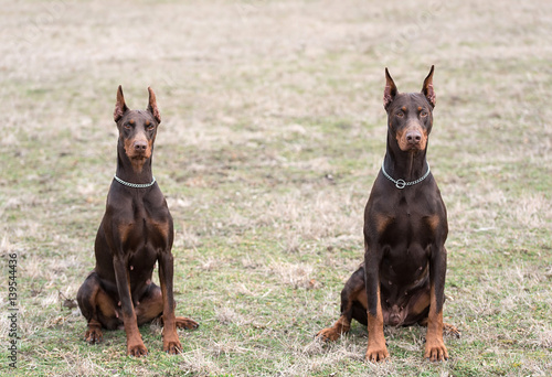 Foto Doberman pinscher poses for the camera