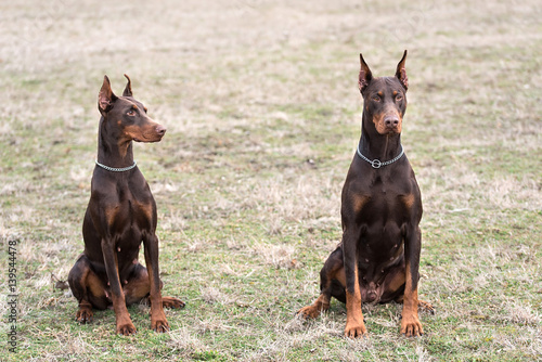 Doberman pinscher poses for the camera © SasaStock