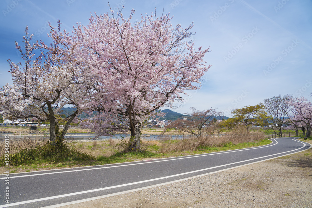 Sakura Cherry Blossom Road in Arashiyama, Kyoto, Japan Sakura Cherry Blossom Road in Arashiyama, Kyoto, Japan