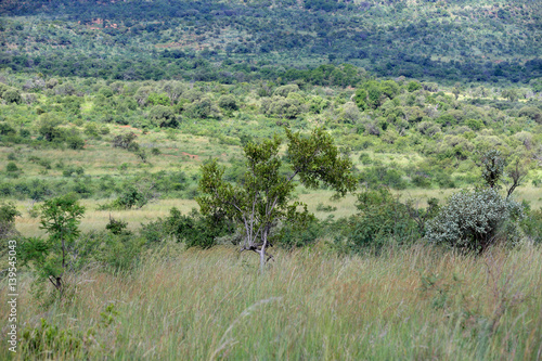 Sawanna w Parku Narodowym Pilanesberg © andrzej_67