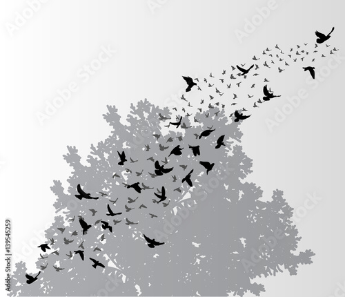 Fototapeta Naklejka Na Ścianę i Meble -   isolated, a flock of birds flying against a background of wood