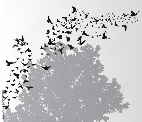 silhouette flying birds