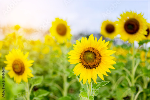 Beautiful portrait of a sunflower in the field with beautiful sky