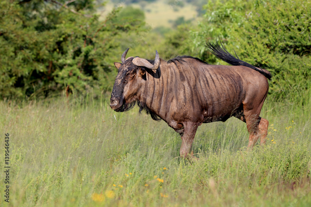 Gnu pręgowane w parku narodowym Pilanesberg Gnu pręgowane w parku narodowym Pilanesberg