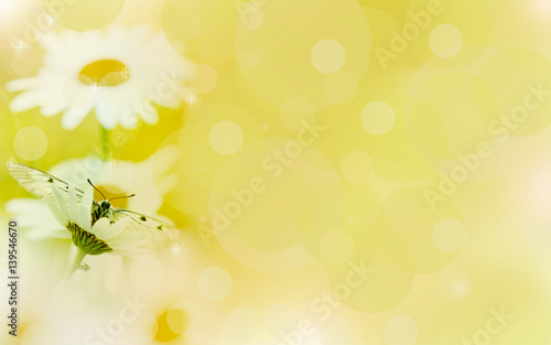 Fototapeta Naklejka Na Ścianę i Meble -  Floral background,chamomile  in the rays of light and butterfly.