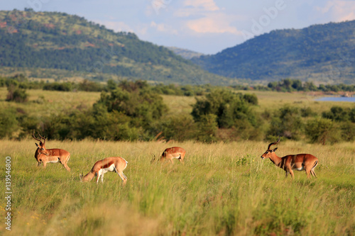 Antylopy impala i antylopy Springbok w parku narodowym Pilanesberg © andrzej_67