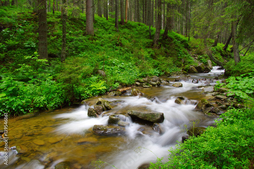 River in the woods