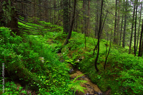 Trees in forest