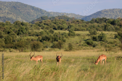 Impala zwyczajna ( Aepyceros melampus ) na sawannie © andrzej_67