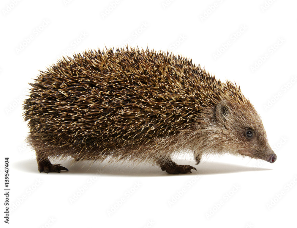 Hedgehog isolated on white Hedgehog isolated on white