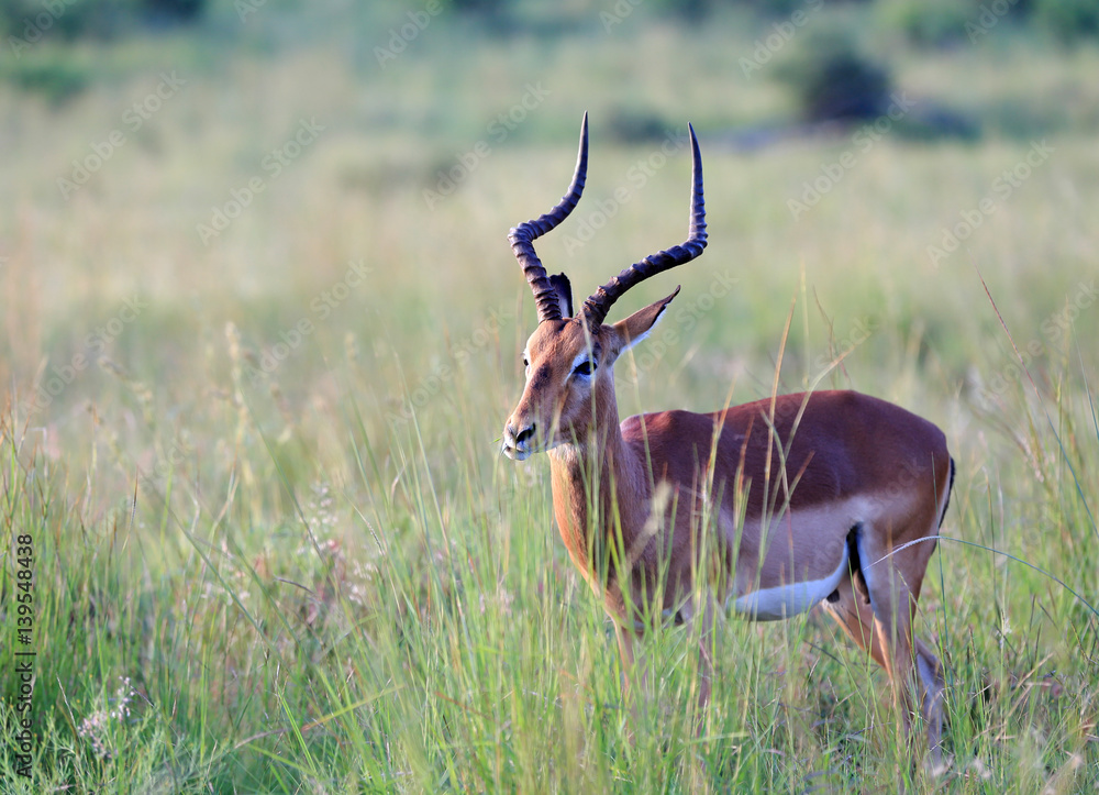 Antylopa impala (Aepyceros melampus) w parku narodowym Pilanesberg