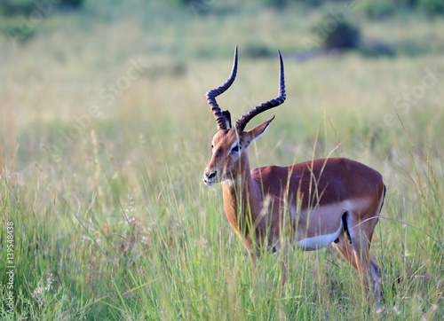 Obraz na płótnie Antylopa impala (Aepyceros melampus) w parku narodowym Pilanesberg w salonie