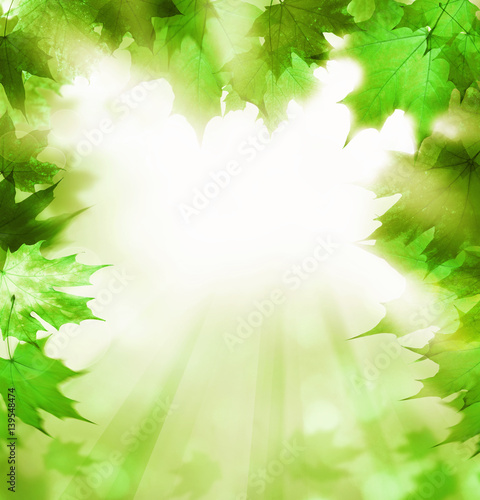 Summer Background with Green Leaves Border. Abstract Greenery Foliage © artmim