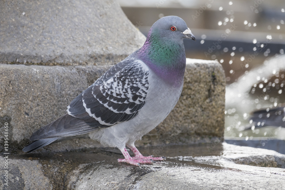 Obraz premium pigeon (Columba livia f. domestica) - urban bird