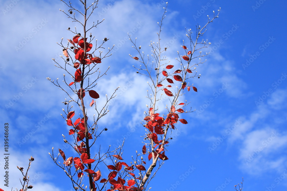 Autumn sky and tree have red leaves Autumn sky and tree have red leaves