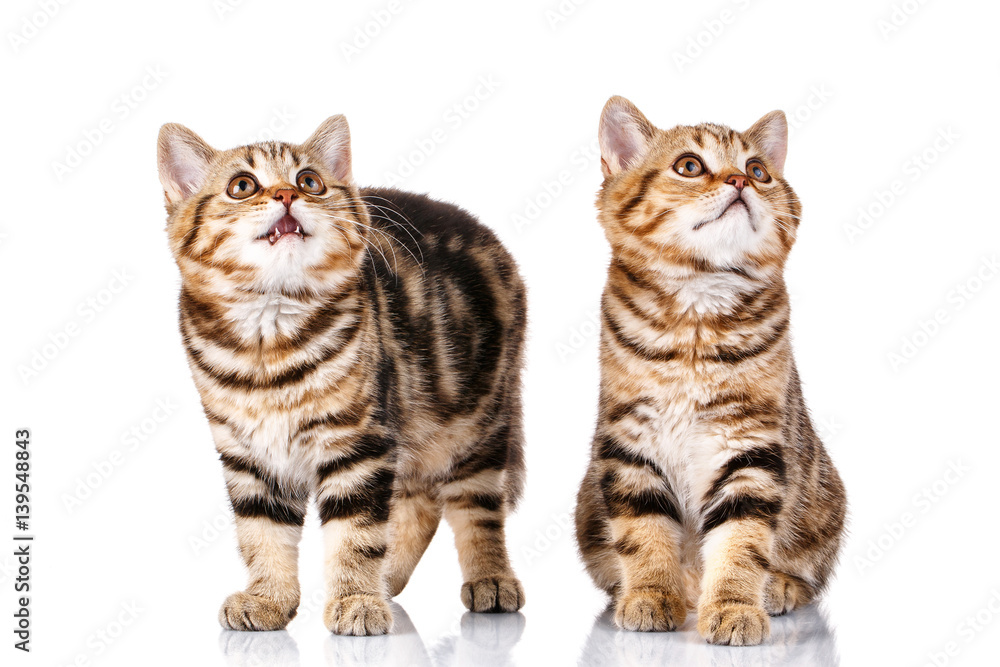 Fototapeta premium two cats on white background