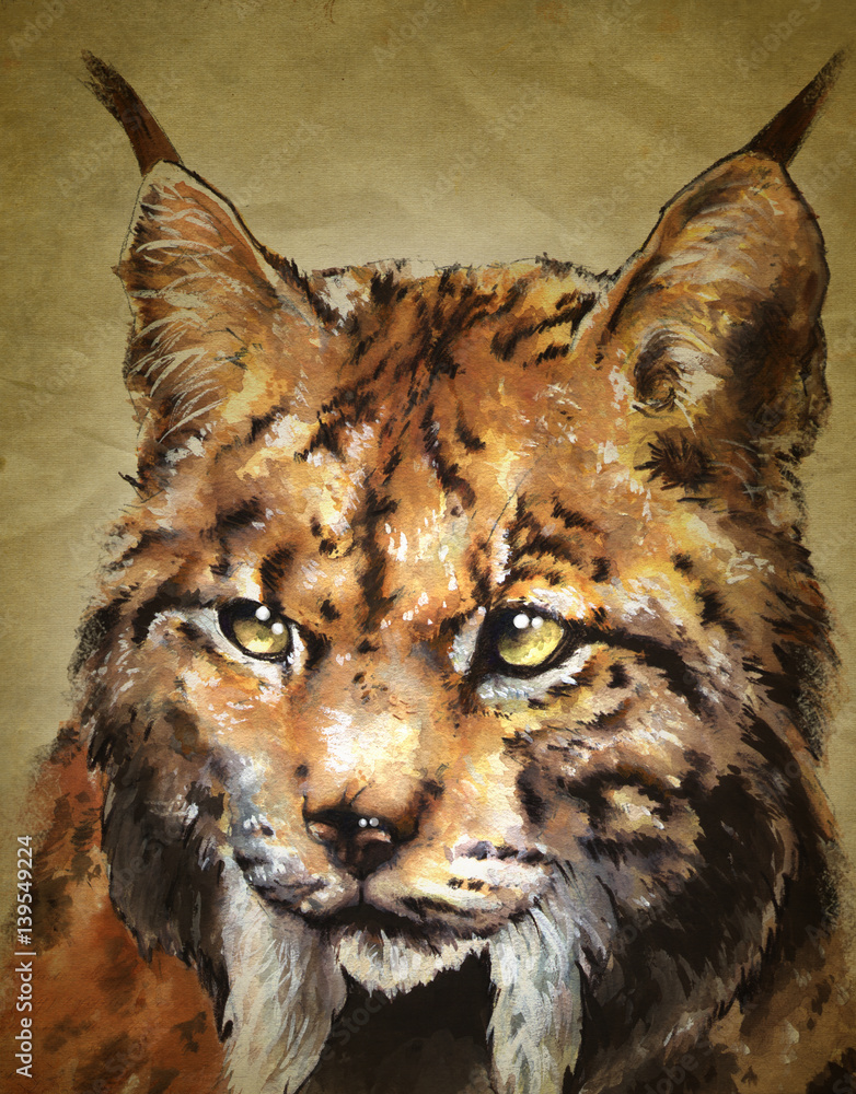 cara de lince Stock Illustration | Adobe Stock