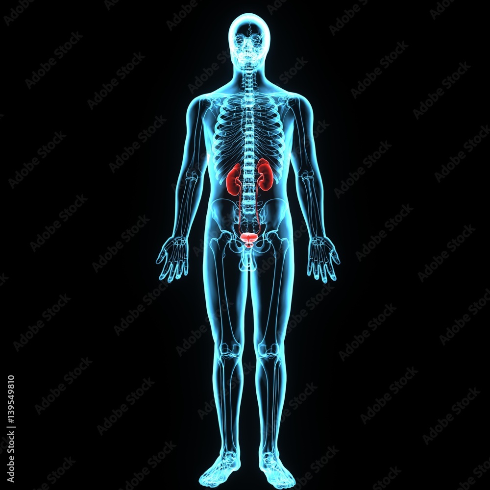 3d illustration human body kindeys 3d illustration human body kindeys