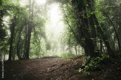green misty woods landscape
