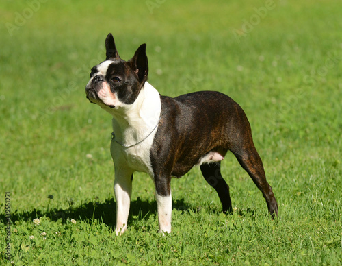 Boston terrier portrait in the garden